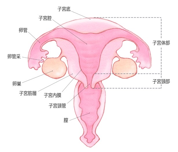 片側 卵 管 閉塞 自然 妊娠 した